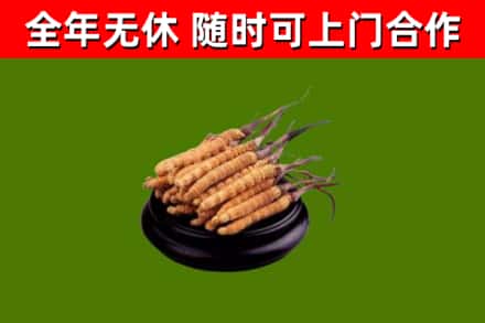 成武回收冬虫夏草
